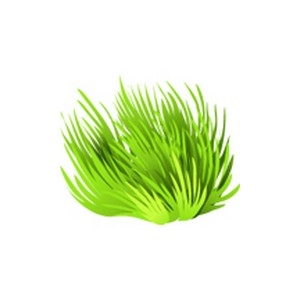 Green Maidens Hair